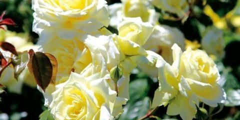 Vilenjak ruža penjačica (vilenjak): fotografija i opis sorte, video